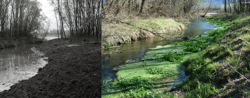 Provincia del VCO - Progetto di ripristino naturalistico di laghi eutrofici naturali (zone umide) all’interno del Sito di Importanza Comunitaria “Greto del torrente Toce da Domodossola a Villadossola